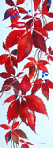 Virginia Creeper