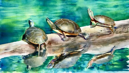 Ausable river turtles
