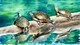 Ausable river turtles - SOLD