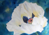 White Poppy