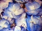 Blue Hydrangea