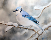 Blue Jay