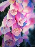 FOXGLOVE