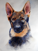 German Shepard