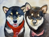 Shibas