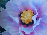 Oriental Tree peony