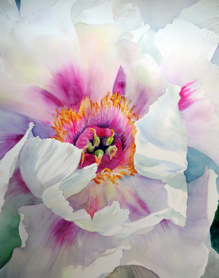 Dianne's Oriental Tree Peony