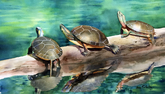 Old Ausable Channel Turtles