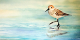 Sandpiper Strut - SOLD