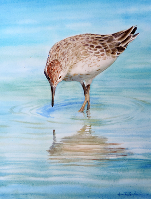 Sandpiper