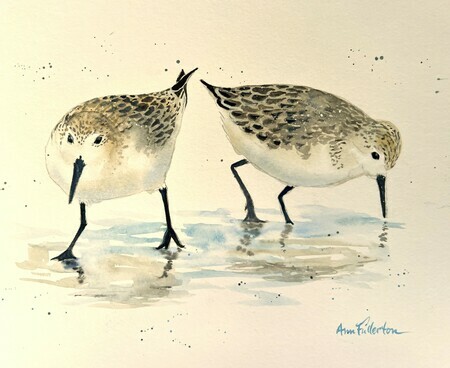Two Sandpipers