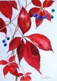 Virginia Creeper and Berries 2